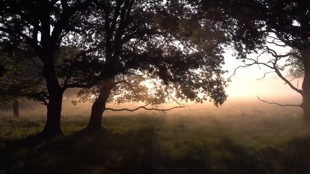 Расслабляющая музыка для снятия стресса ... прогулка по лесу