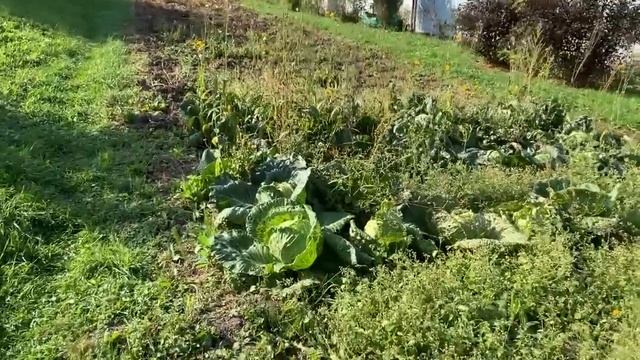Тыква и кабачки.Мой урожай смотреть онлайн