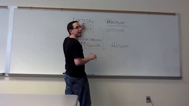 Lab Review - Specificity & Cofactors of Lactase (Unit 8 Enzymes) смотреть онлайн