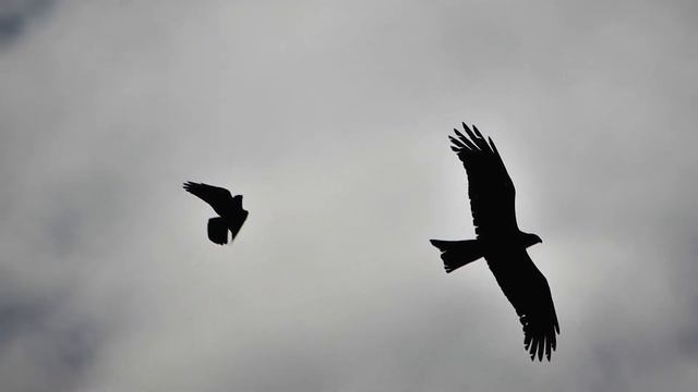 Композитор Иван Соколов. Соната для двух флейт и ф-но. Исп. О. Ивушейкова, У. Живицкая, И. Соколов смотреть онлайн