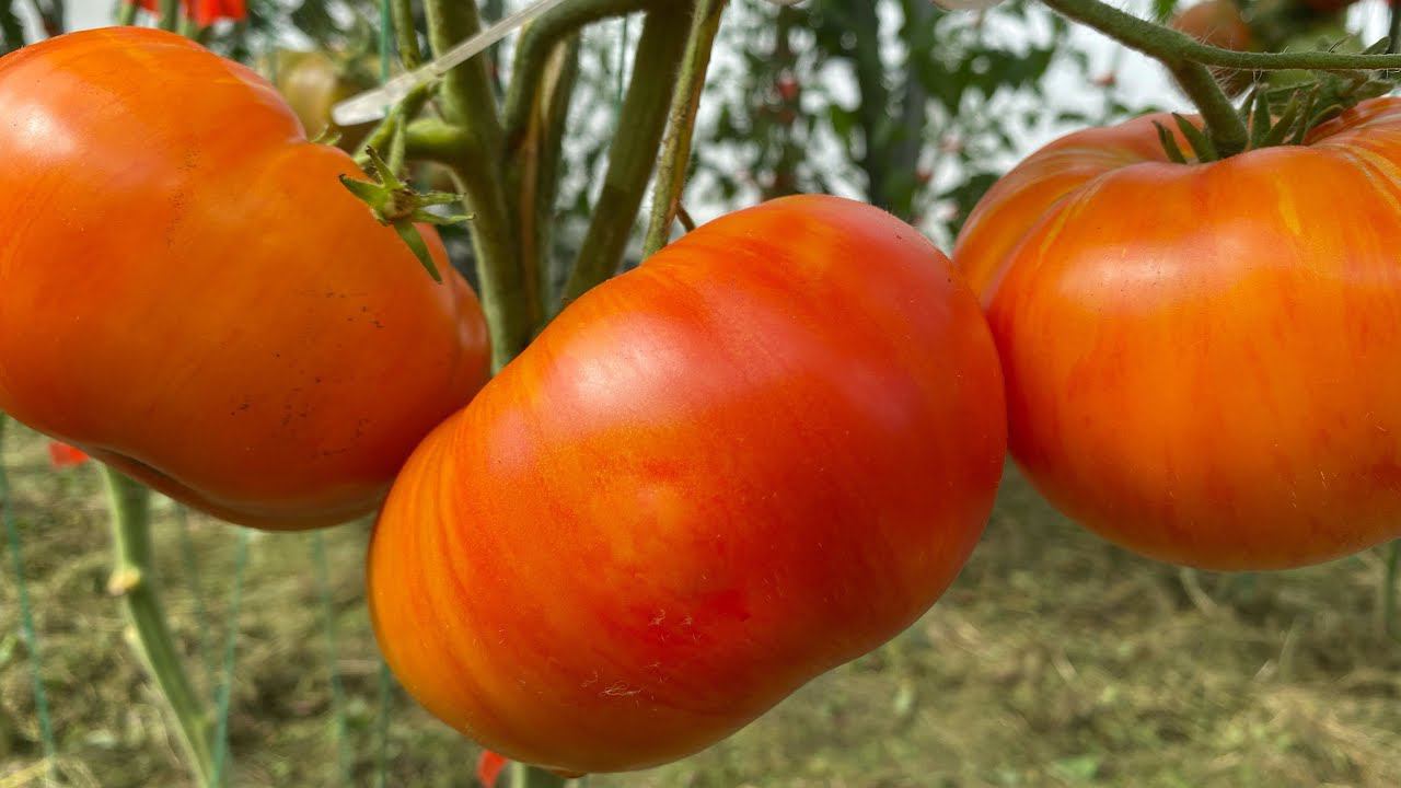Сортовые коллекционные томаты в теплице. Урожайные и вкусные. смотреть онлайн