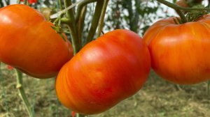 Сортовые коллекционные томаты в теплице. Урожайные и вкусные.