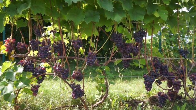 Виноград сорт Престиж (август) смотреть онлайн