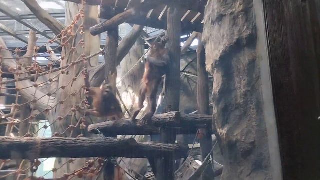 Харківський Зоопарк, весна 2023 рік. Відео 34. Мавпи. смотреть онлайн