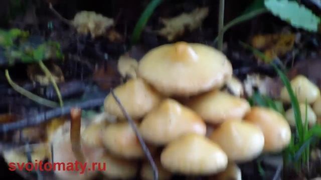 Ложноопенок серно желтый смотреть онлайн