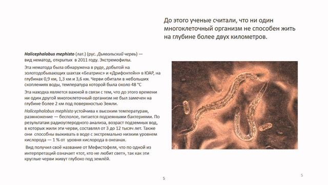 Биология. Круглые черви. Теория
