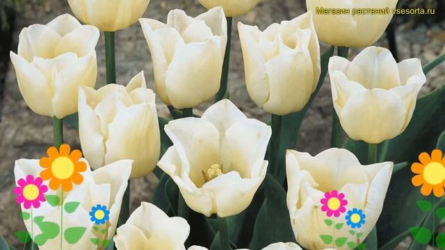 Тюльпан триумф Чирс. Краткий обзор, описание характеристик, где купить луковицы Cheers