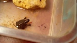 Кормление водной черепахи