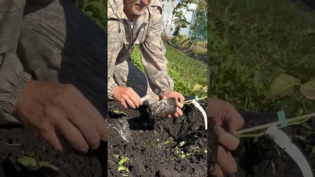 Не сажайте ежевику пока не посмотрите это видео смотреть онлайн