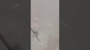 три вида санокса чищу ванную