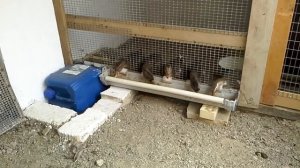 Содержание уток без водоёма.