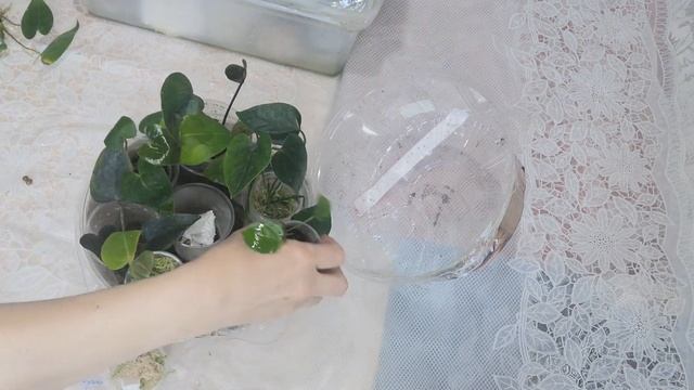 Антуриум. Укоренения деток во мху, контейнер. смотреть онлайн