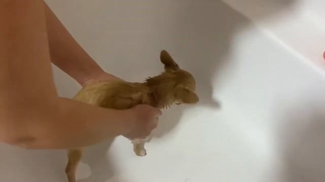 Первое купание Чихуахуа смотреть онлайн