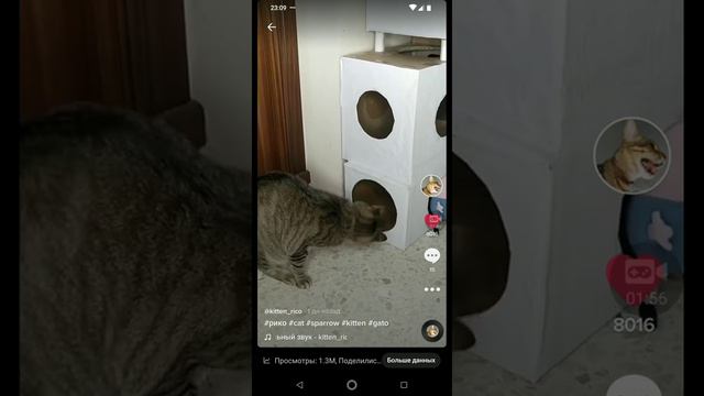 Это видео попало в реки ТикТок! Полтора миллиона просмотров за сутки смотреть онлайн