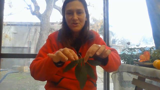 Huertear y hablar para sanar / Secando hierbas medicinales #pasiflora #hibiscus #ruda #gracias смотреть онлайн
