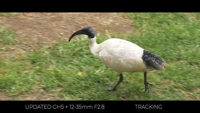 New Firmware, New GH5 | Panasonic GH5 Firmware 2.4 Review by Georges Cameras смотреть онлайн