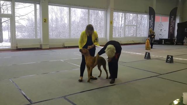 22.11.2015 Lietuva Kedainiu Dog Show Ridgeback judge MARET KARDI Estonia