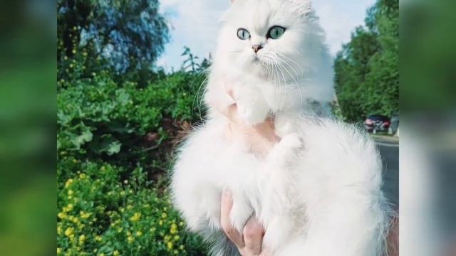 Evelina El Mon Ami - чёрная персидская шиншилла смотреть онлайн