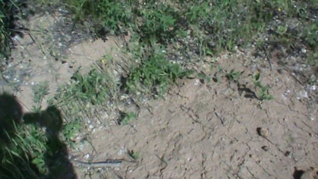 Крот оказался слепышом