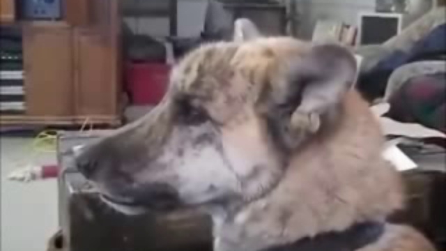 пес и еда смотреть онлайн