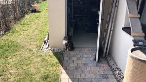 Кот Арчи и кошка Анфиса, все подробности!