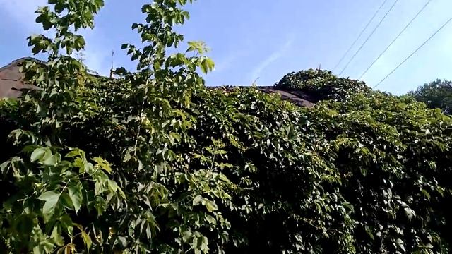 дом заросший плющем. смотреть онлайн