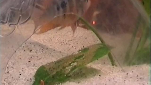 нерест цихлозомы  элиота. ( Spawning Tsihlozoma Eliot)