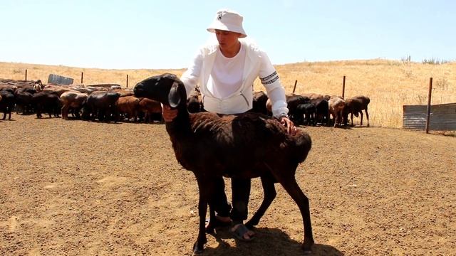 Гиссарские ягнята! Овцы с ягнятами. Ферма Баг Мир смотреть онлайн