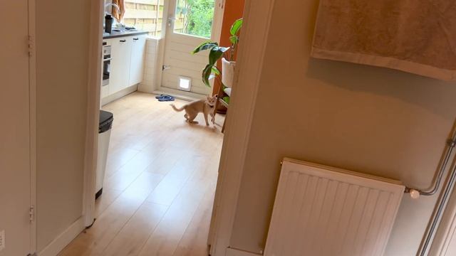 Mini Tiger Hunts Hooman смотреть онлайн