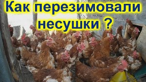 Как перезимовали несушки?  Чешский доминант!!!  Наш первый опыт!!!