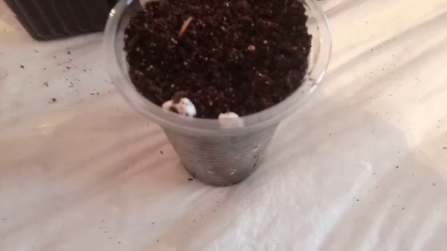 Эустома!!! Мой первый опыт выращивания 🤗 смотреть онлайн