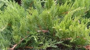 Пересадка можжевельника