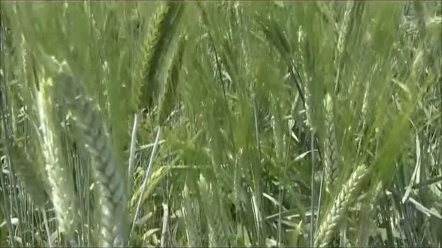 полба цветёт смотреть онлайн