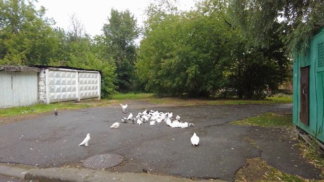 "Бойные голуби Грузии" В гостях у Сурена часть 2 смотреть онлайн