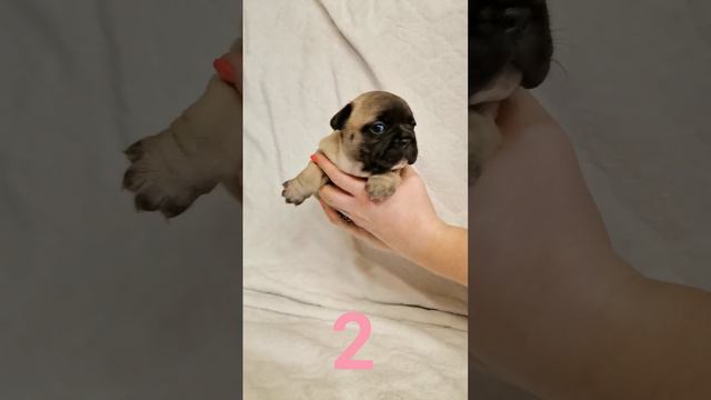 Щенки французского бульдога на продажу с документами РКФ. Девочки. От выставочной пары. Екатеринбур