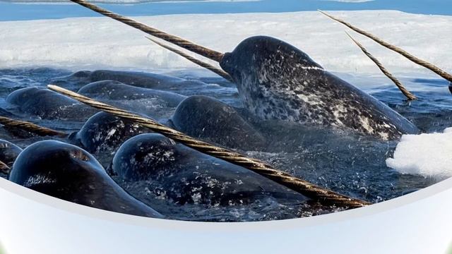 НАРВАЛ смотреть онлайн