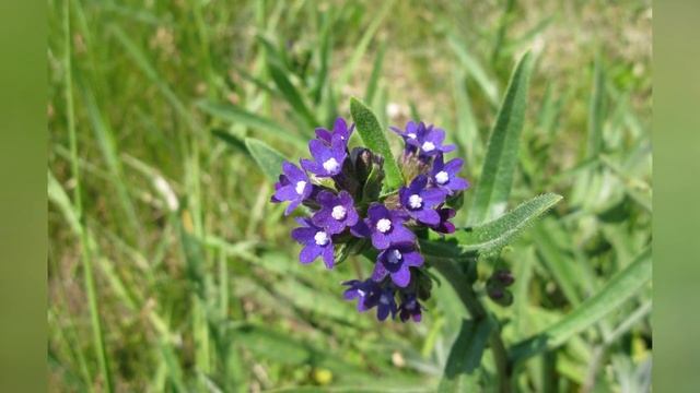 АНХУЗА, или ВОЛОВИК  (ANCHUSA)  сем. Бурачниковые