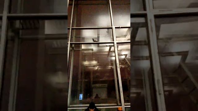 Белорусский вокзал: Голуби в зале ожидания смотреть онлайн