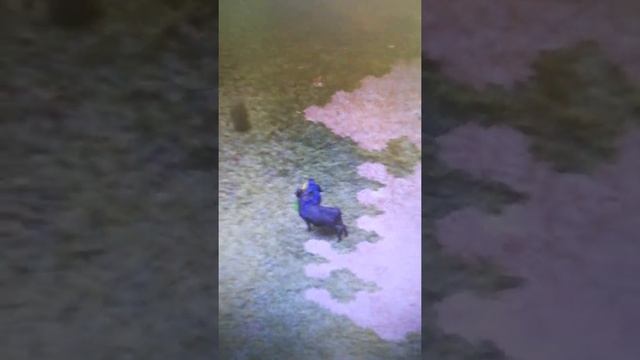 дикий бык wild terra 1 смотреть онлайн