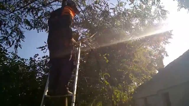 Ryobi CS-300       Life of a Chainsaw!
