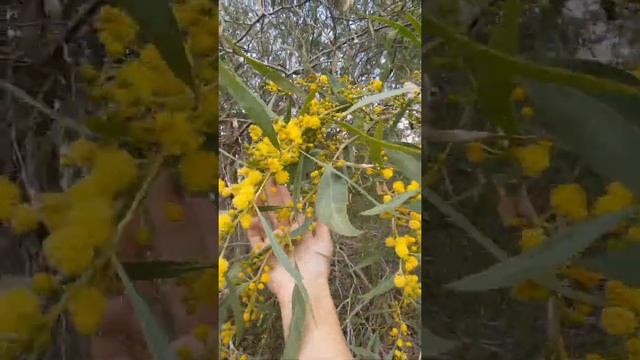Расцвела в Испании псевдо-мимоза! #Shorts #испания #мимоза #природа #жизнь #средиземное #море смотреть онлайн