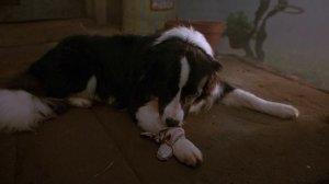 Бэйб. Четвероногий малыш 1995