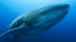Китовая акула - самая большая рыба в мире.