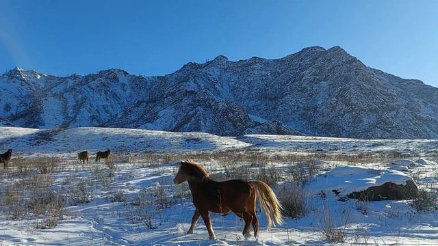 Жизнь табуна на Алтае смотреть онлайн