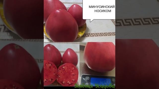 Минусинские сорта томатов из моей теплицы ? смотреть онлайн
