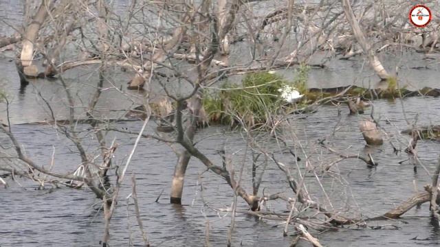 Тракторный стан,копаем металл.Поездка за черметом. смотреть онлайн