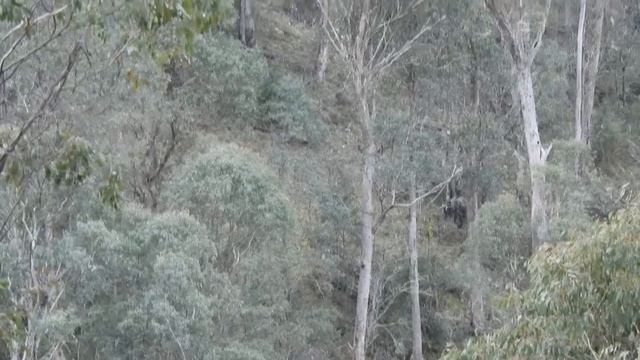 35 35 Sambar Hunt adventure trek part 1 смотреть онлайн