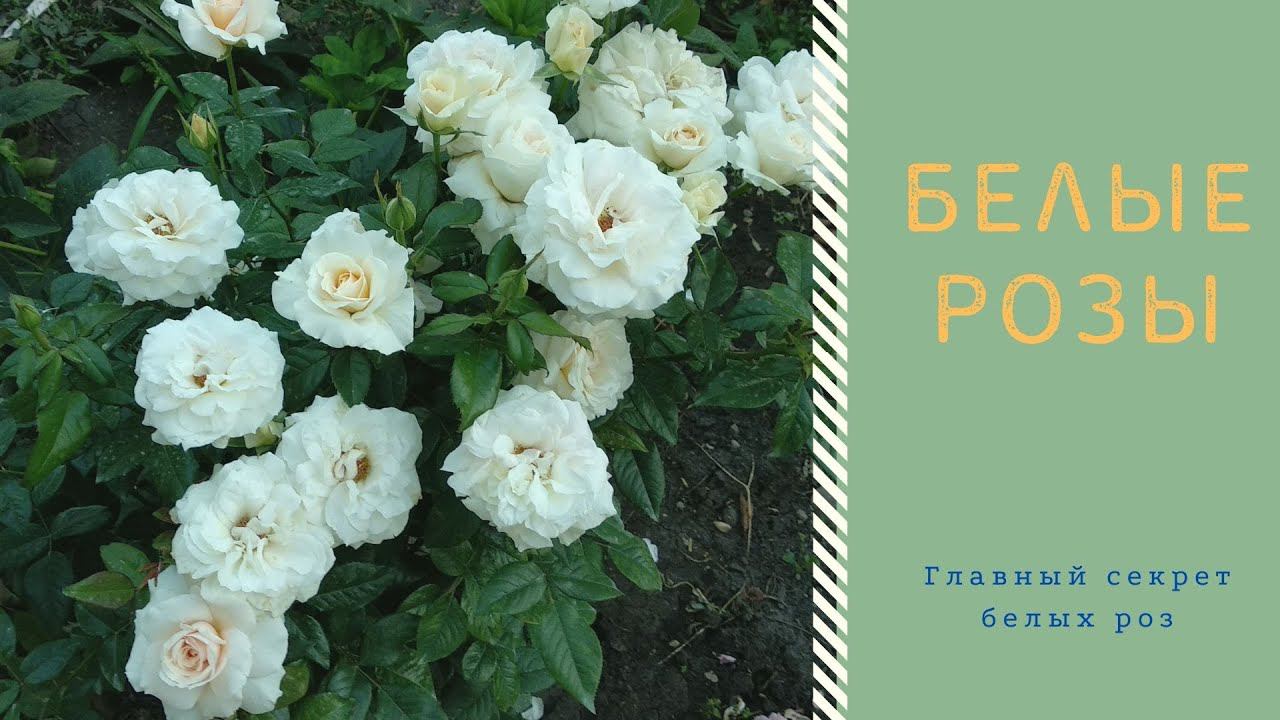 Розы. Главный секрет белых роз. смотреть онлайн