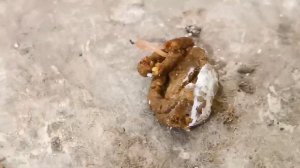 Реально выходят глисты паразиты у голубей от этого. From this go worms parasites of pigeons