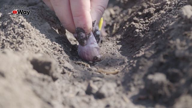 Только Так Сажайте Чеснок ОСЕНЬЮ, чтобы был крупный урожай! смотреть онлайн